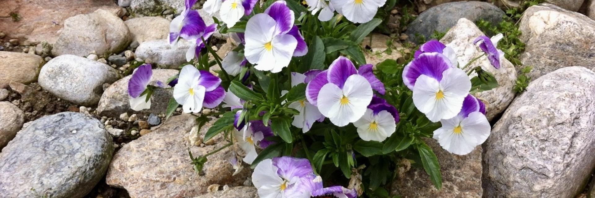 viola d