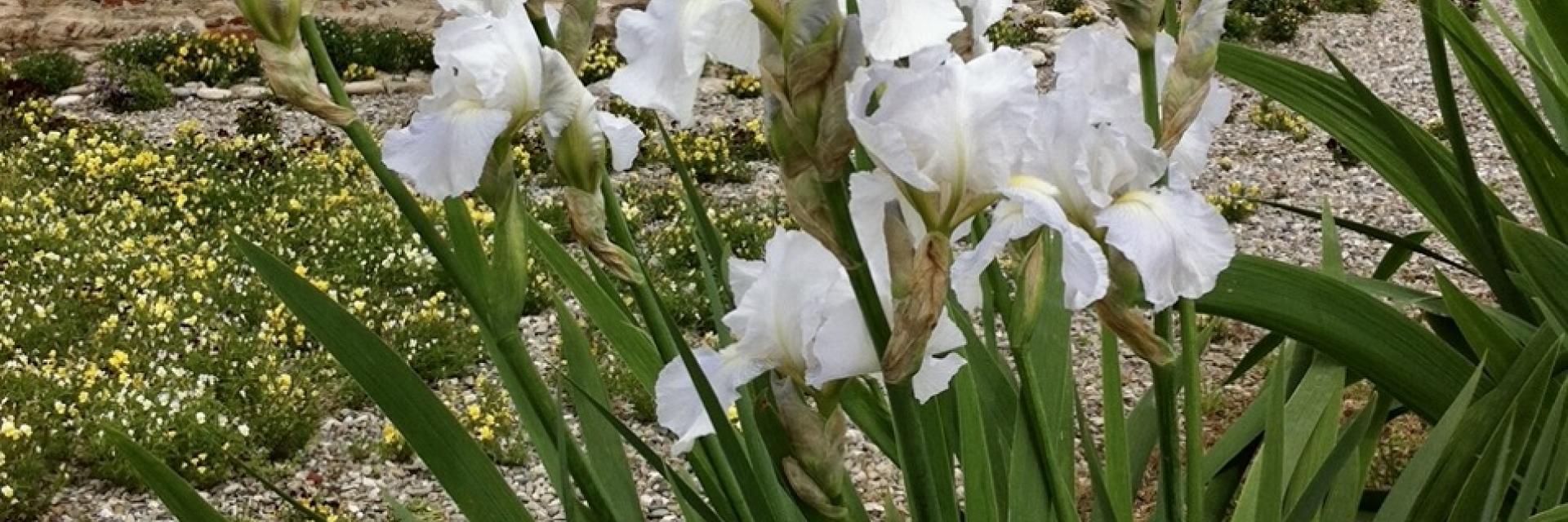 iris a
