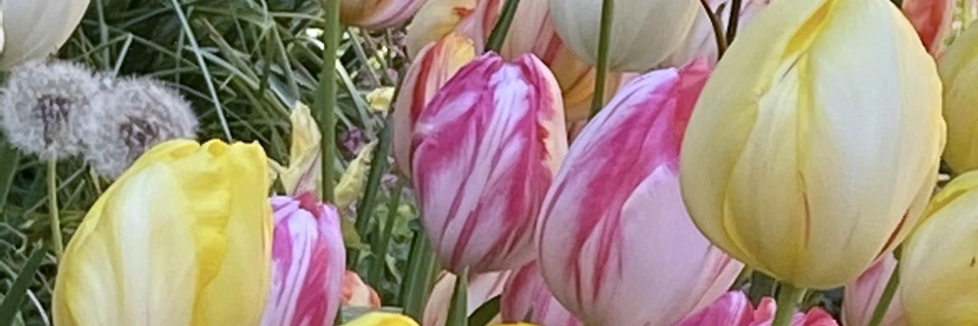 tulipani bis