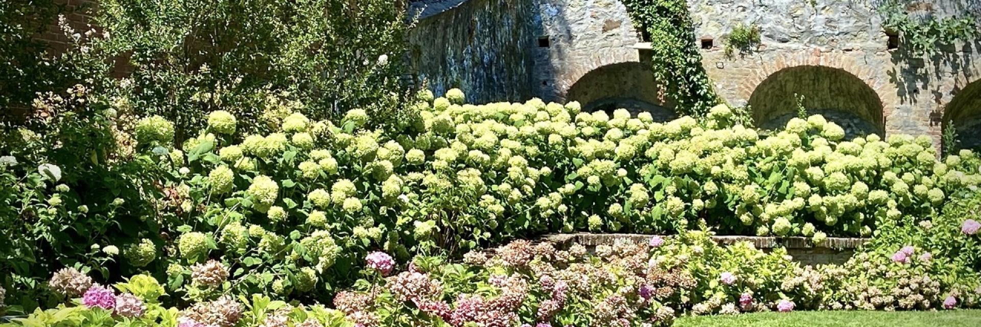 ortensie d'estate
